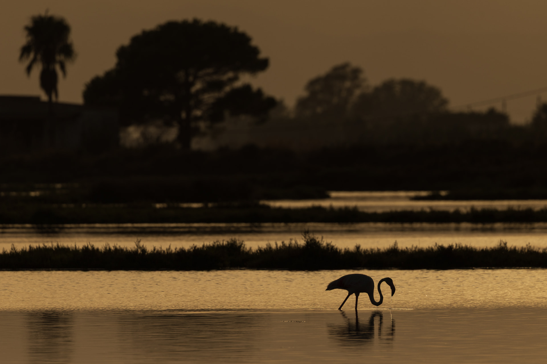 A single flamingo feeding in shallow water at dusk, silhouetted against a golden lagoon