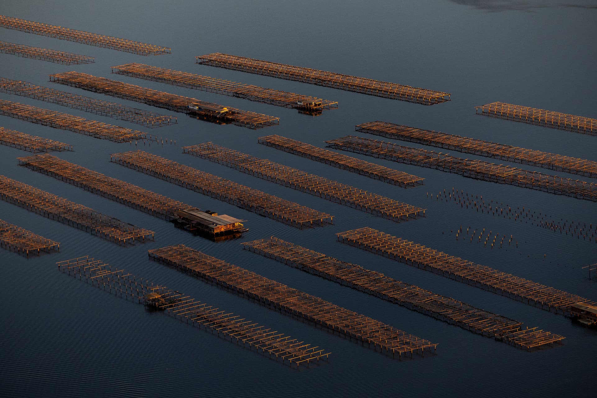 Rows of traditional wooden bateas for mussels and oysters resting in the calm waters of an Ebro Delta bay
